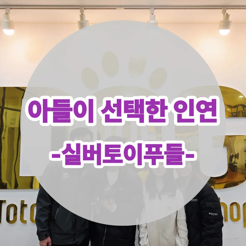 세종 실버 토이푸들 분양 후기: 첫째 아들 맞춤 반려견 찾기 2026