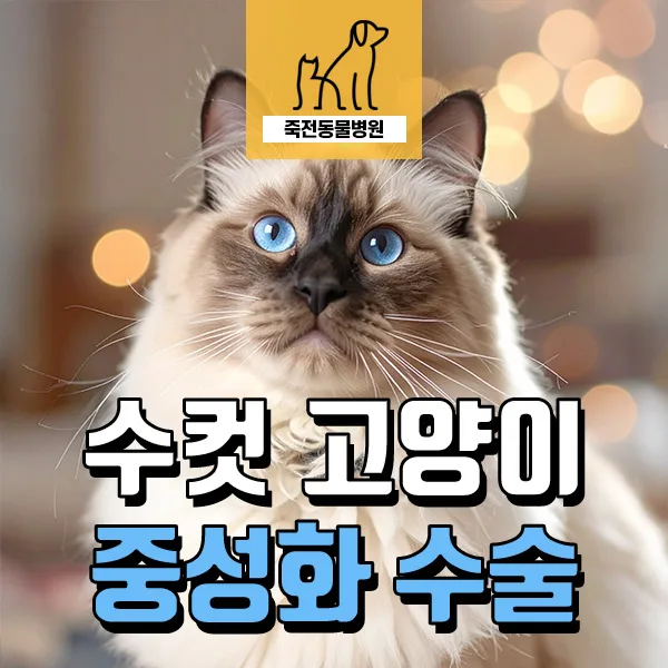 고양이 중성화 넥카라 없이 2026년 안전하게 하는 법 (피내봉합)