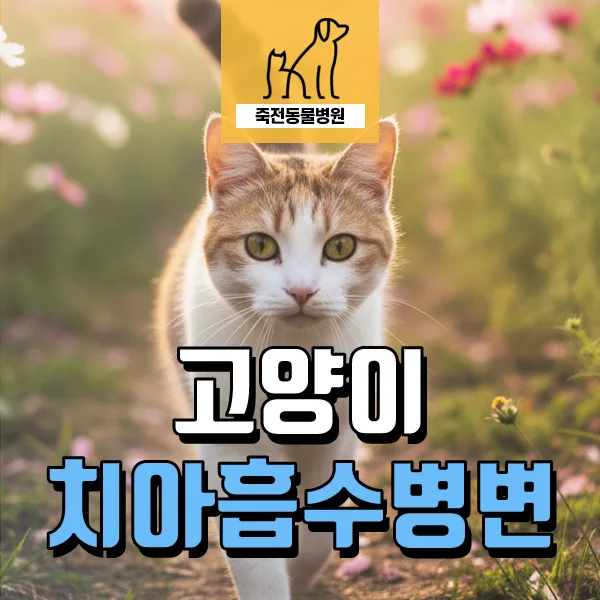 고양이 치아흡수병변 증상과 치료법 2026: 잇몸 피, 회색 고름 원인 분석