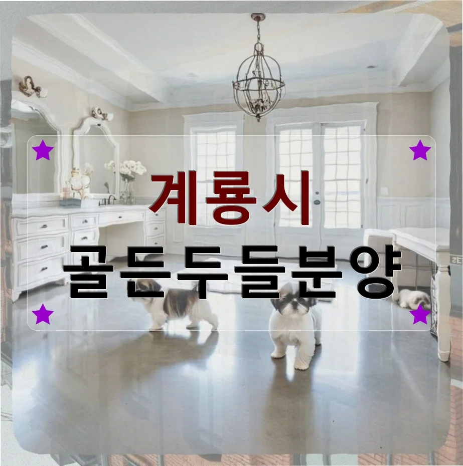 계룡시 골든두들 분양 준비: 프리랜서 디자이너의 현실 점검 2026