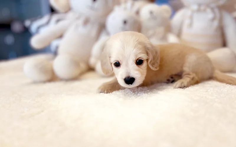 Finding Your Perfect Pup: Bundang Dog Adoption Guide 2026