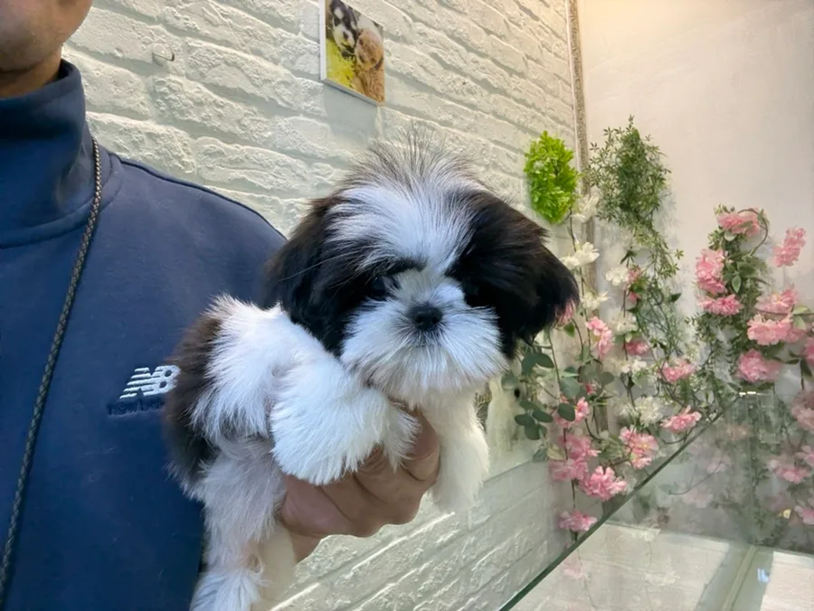 부산 콩시츄 분양 2026: 건강한 소형 시츄 찾는 법