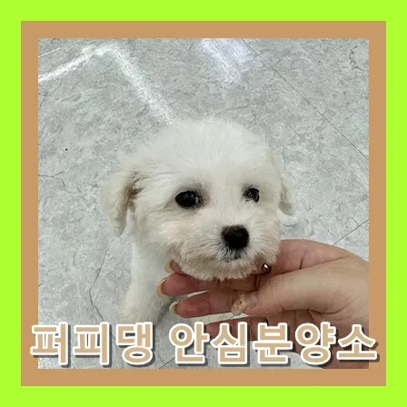 진천 비숑 분양, 2026년 최적의 반려견 선택 가이드