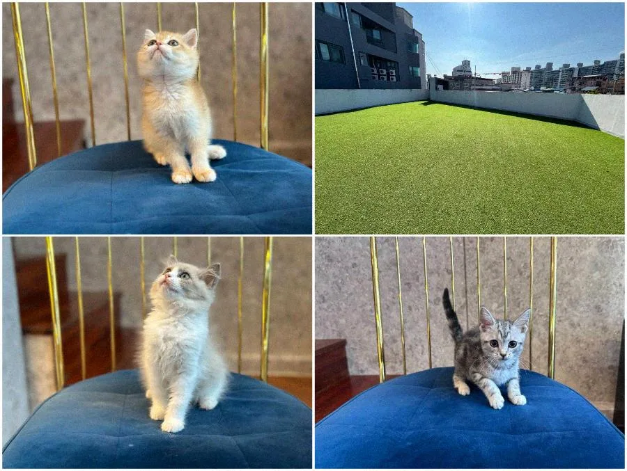 인천 강아지 분양 2026: 건강한 반려견 입양 절차와 필수 체크리스트