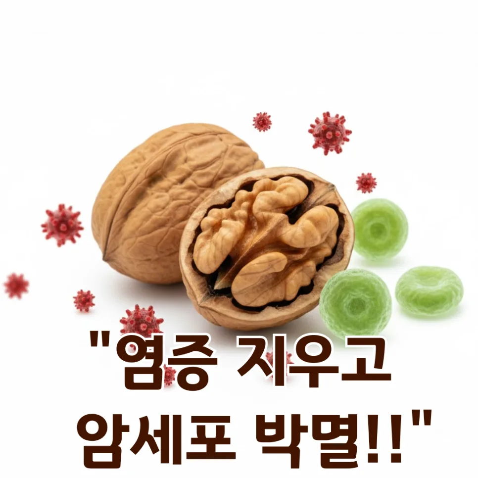 호두, 염증 완화 및 항암 효과 2026년 최신 연구 결과