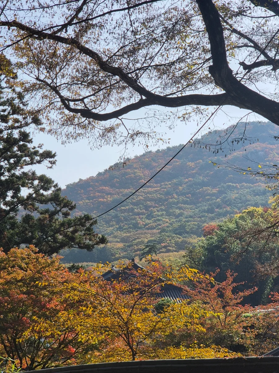 부산 단풍 명소 범어사, 2026년 절정 시기 및 주차 꿀팁 총정리 3
