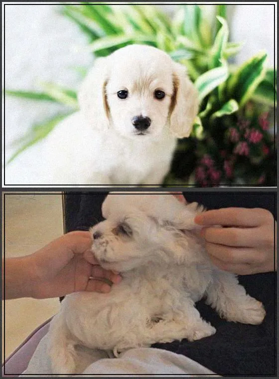청주 강아지 분양, 2026년 반려가족 만나는 현명한 방법