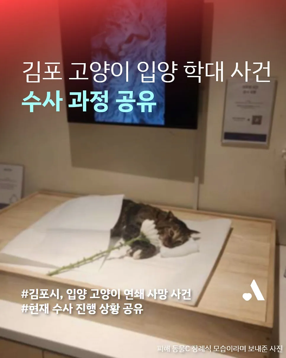 김포 고양이 학대 사건 2026: 정황 증거 수사 과정 상세 분석