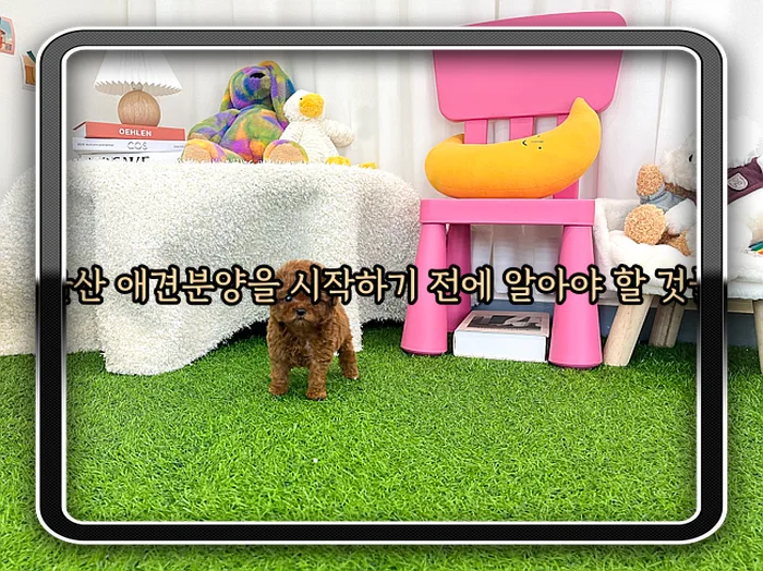 아산 이탈리안 그레이하운드 분양, 2026년 똑똑하게 선택하는 법