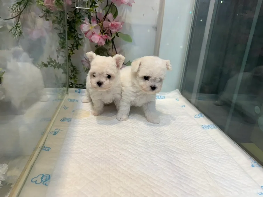 테디비숑 분양 2026: 초소형 강아지 입양 가이드