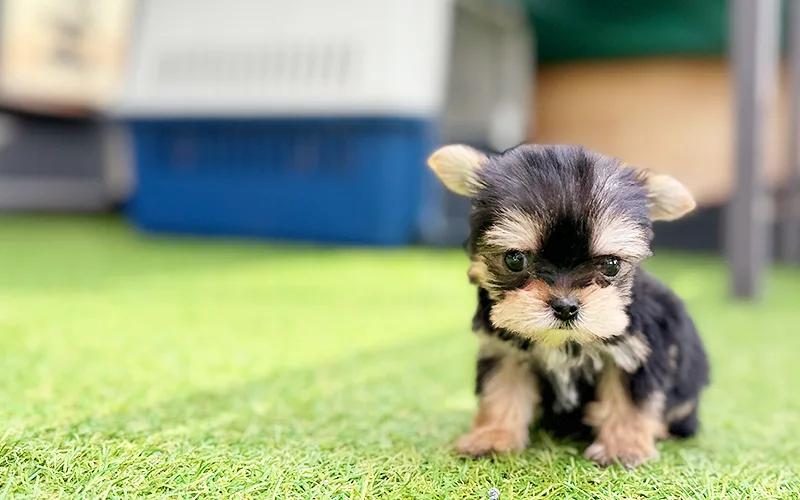 Adopt a Yorkshire Terrier in 2026: Price, Health & Training Guide