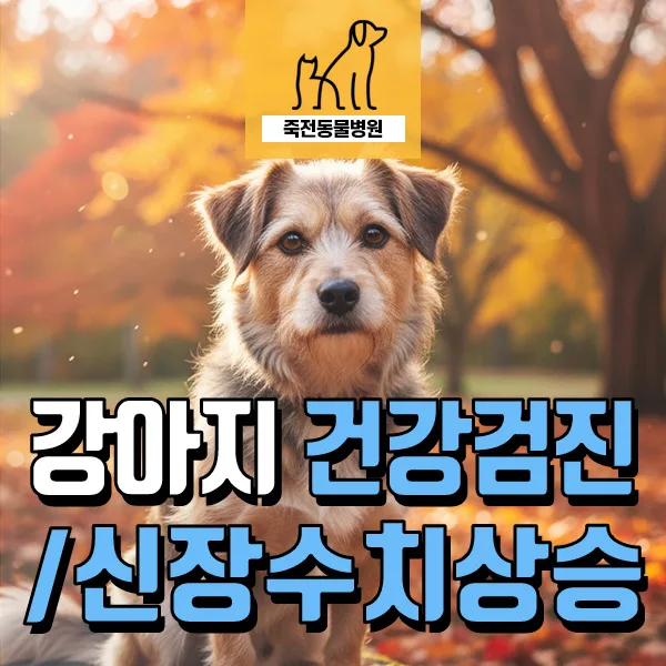 강아지 신장 수치 상승 원인 2026: 영양제 오남용 주의보