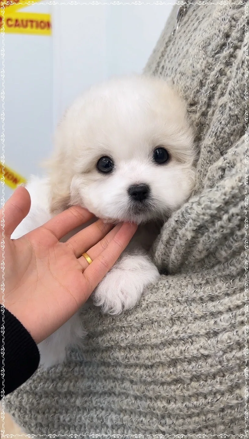 구리 강아지 분양 꼬숑: 건강한 입양 팁 2026