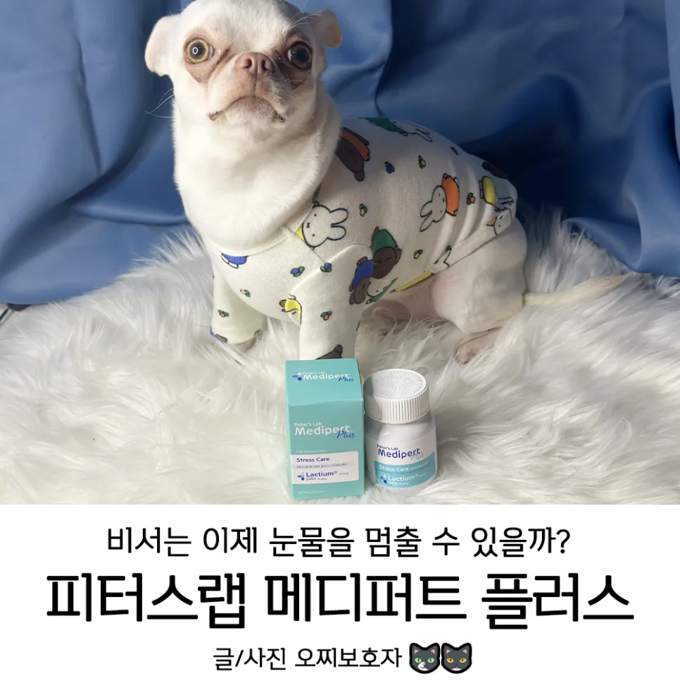 강아지 스트레스 해소, 피터스랩 메디퍼트 플러스 효과 2026