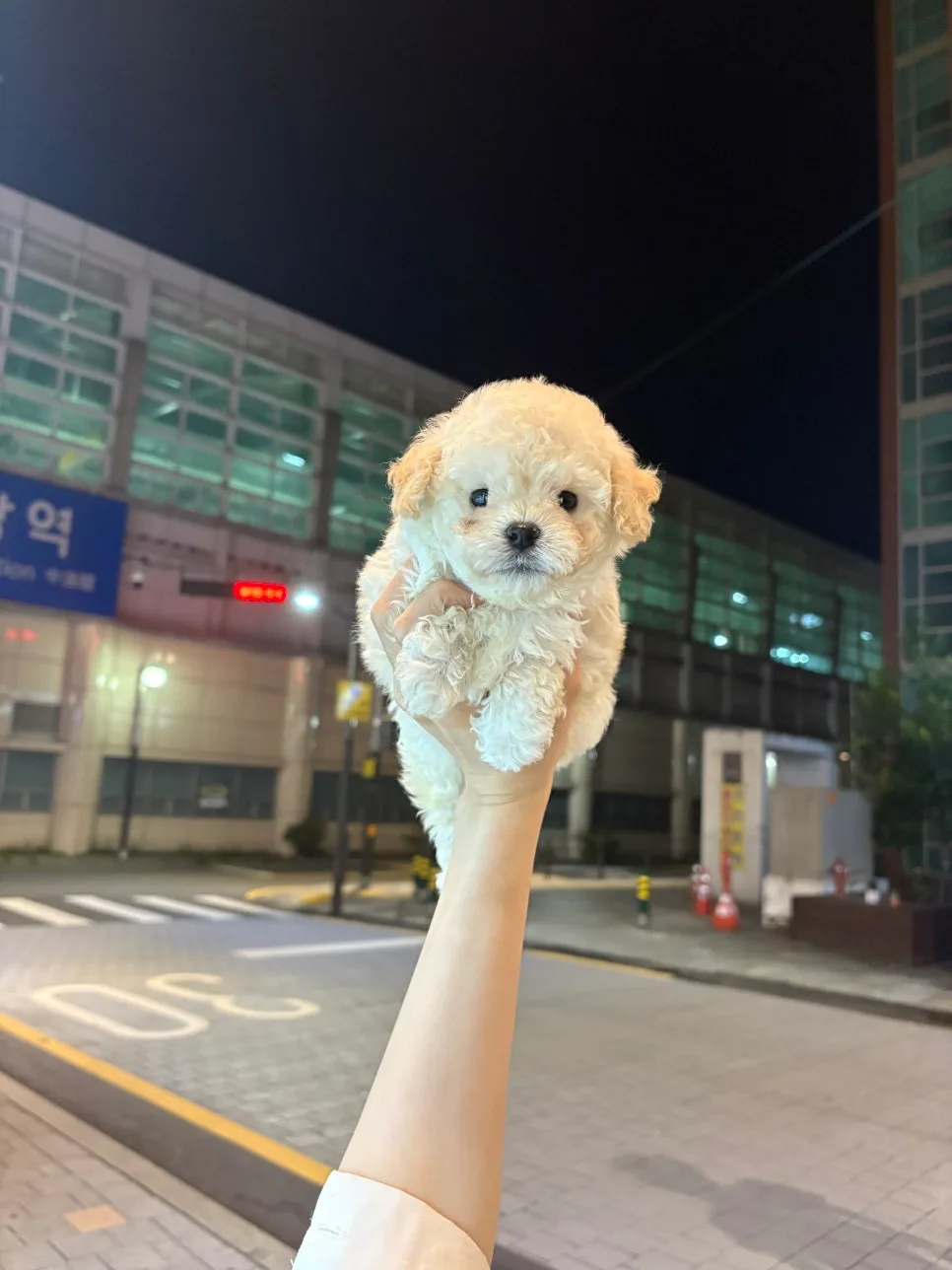 김포 푸들 분양 2026: 똑똑하고 활동적인 반려견 선택 가이드 2