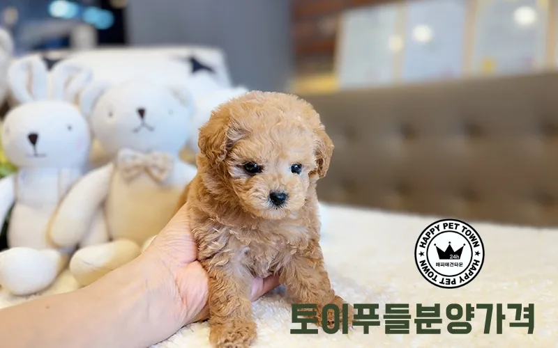 토이푸들 분양 가격, 초보 반려인을 위한 현명한 선택 가이드 2026 2