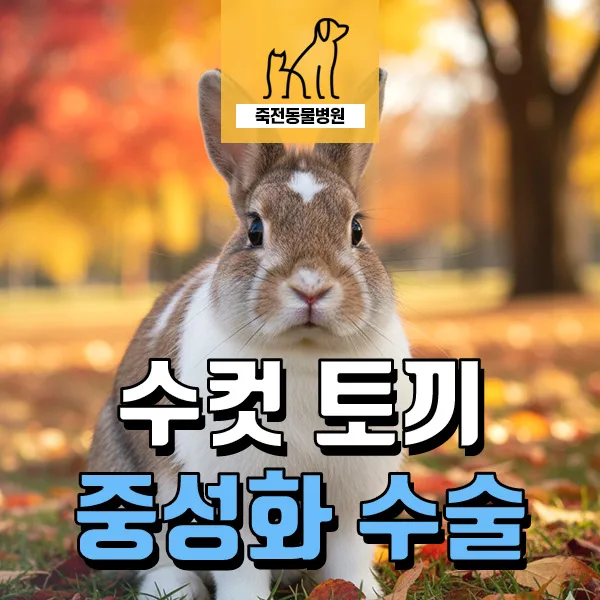 수컷 토끼 중성화, 공격성·질병 예방 2026년 필수 가이드