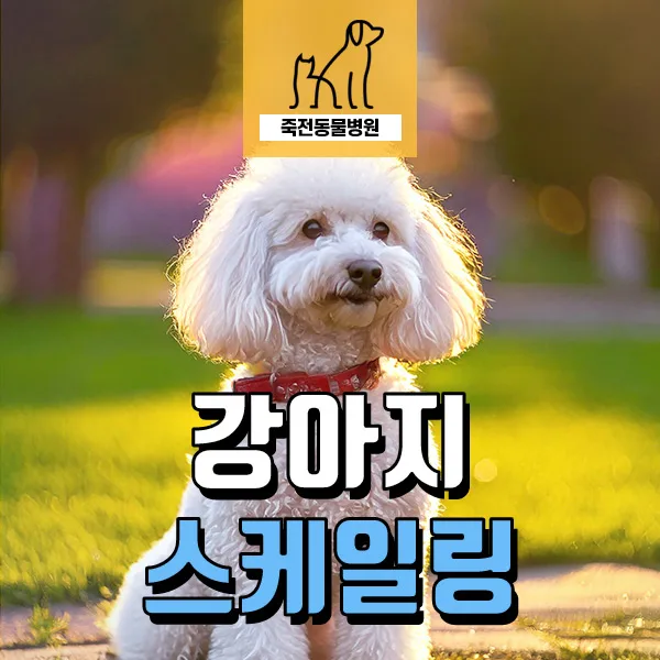 9살 푸들 치아 스케일링, 마취 전 검사부터 과정까지 2026년 총정리