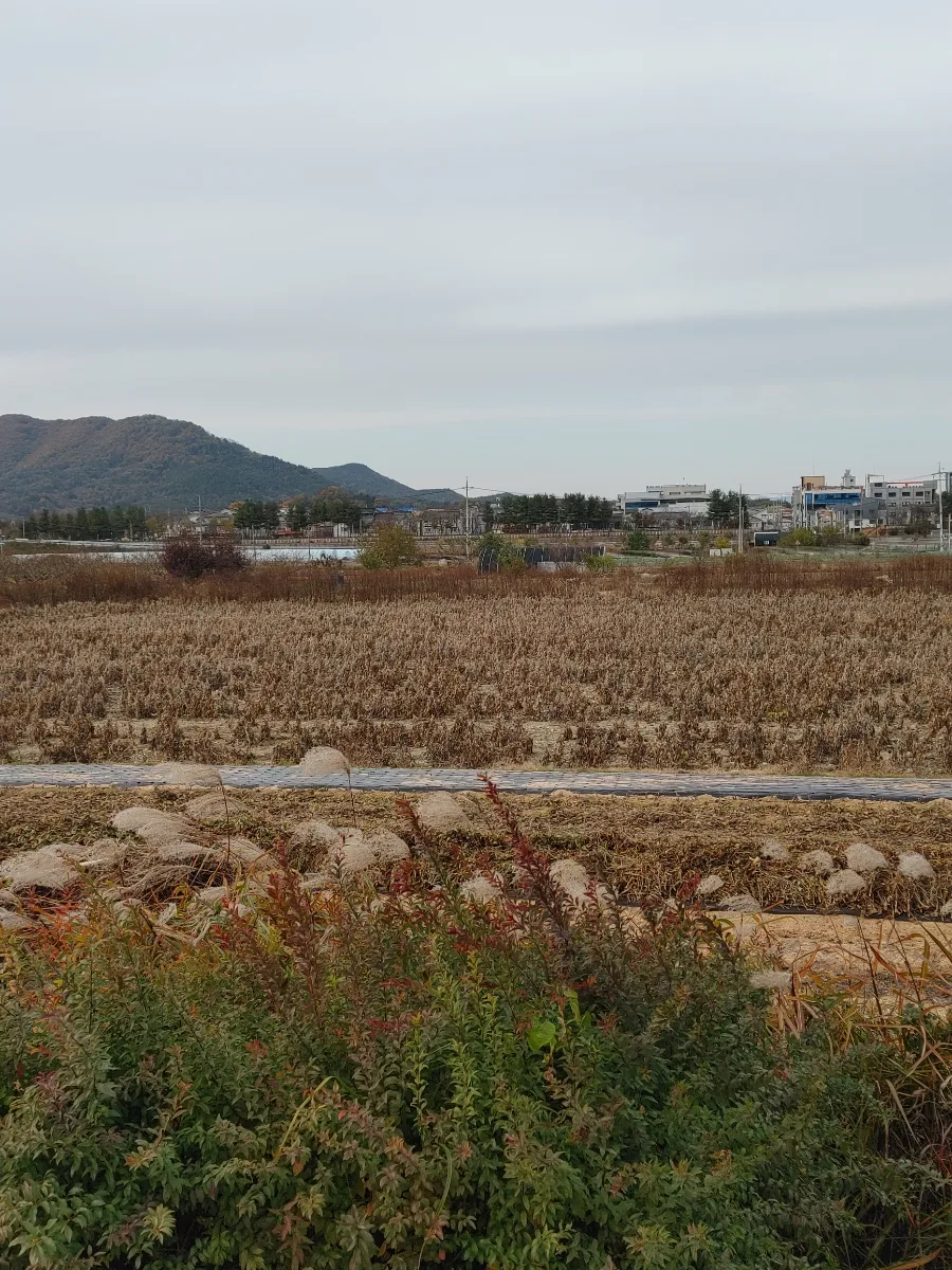 함안 한달살기 2026: 가야읍 거리 산책 코스 완벽 정리
