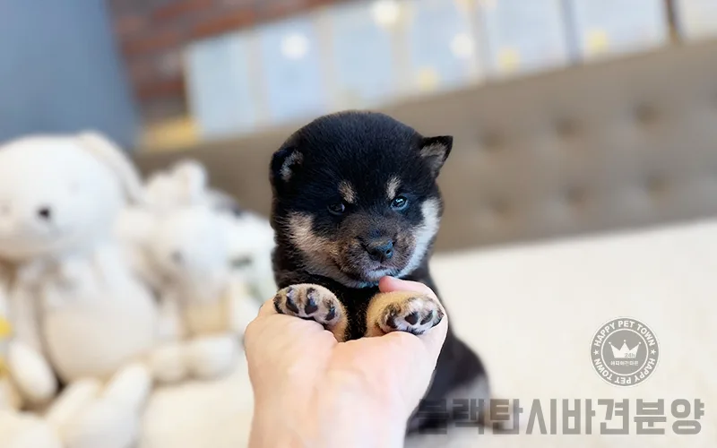 블랙탄 시바견 분양: 매력과 키우기 정보 2026년 총정리 3