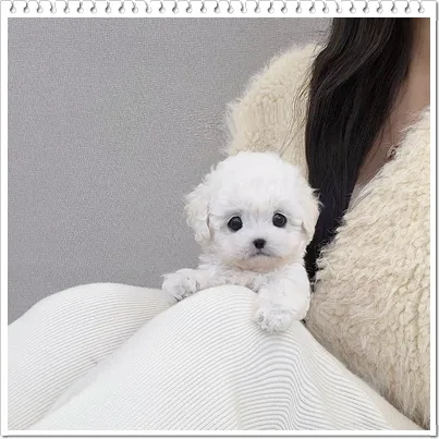 오금동 미니비숑 분양, 퍼피플라워 위례점 직접 방문 후기 2026 2