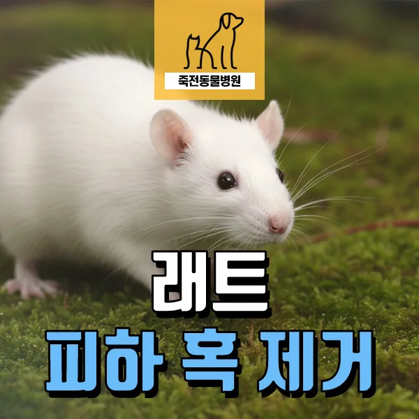 2살 래트 피하 혹 제거 수술, 방치 시 위험 5가지 2026