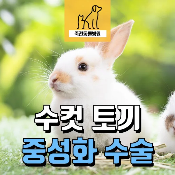 수컷 토끼 중성화 이유와 피내봉합법 2026년 완벽 가이드