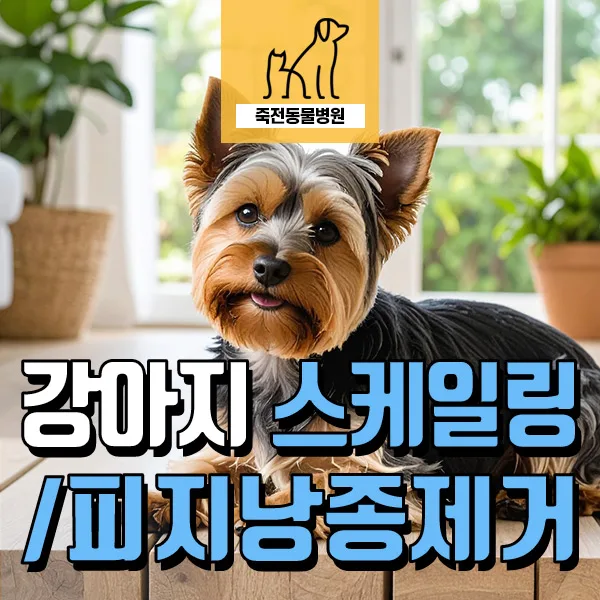 13살 강아지 혹 제거 수술과 스케일링, 2026년 최신 후기
