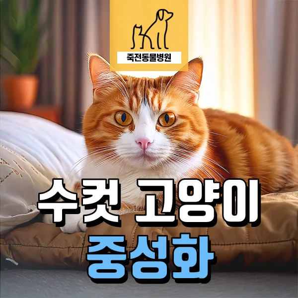 수컷 고양이 중성화, 언제 어떻게 해야 할까? (2026년 최신 정보)