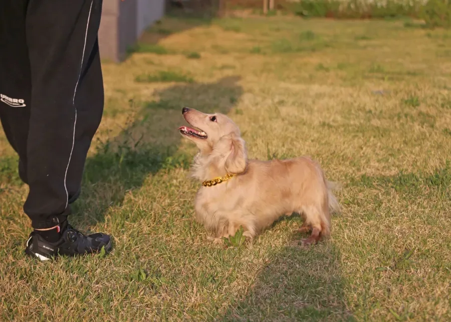 카니헨 닥스훈트 2026년 분양: 건강한 소형견 찾는 법
