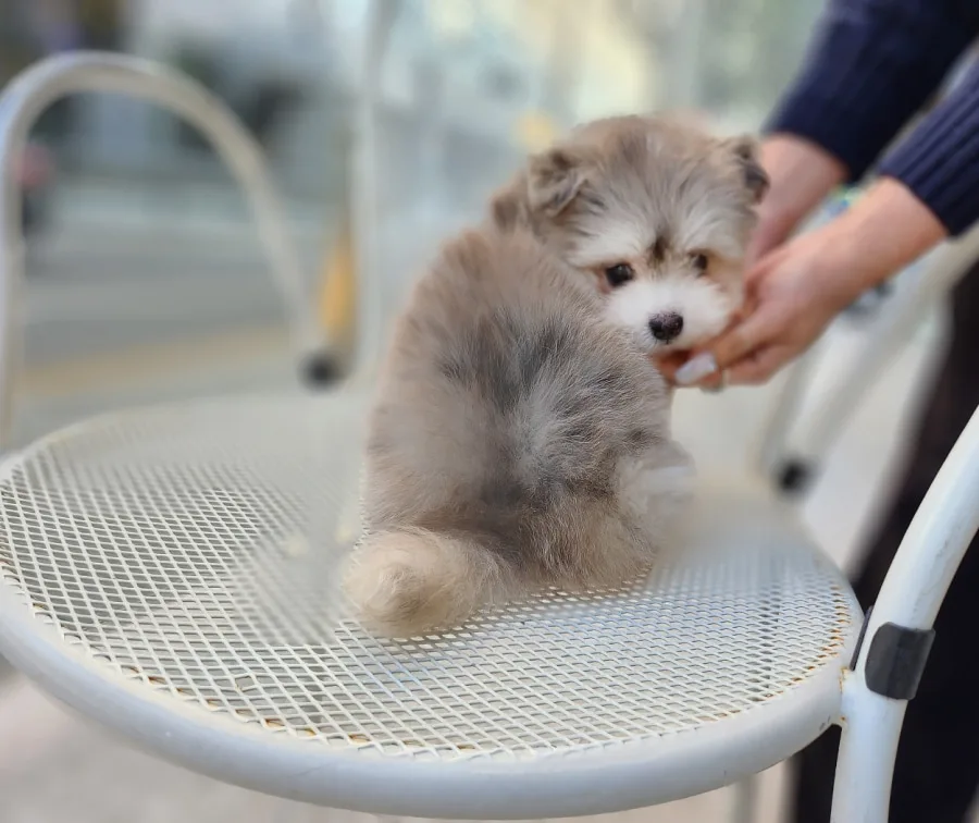 Golden Doodle Adoption 2026: Your Essential Checklist