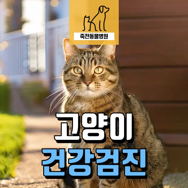 노령묘 건강검진 사례: 고양이 체중 관리와 건강의 비밀 2026