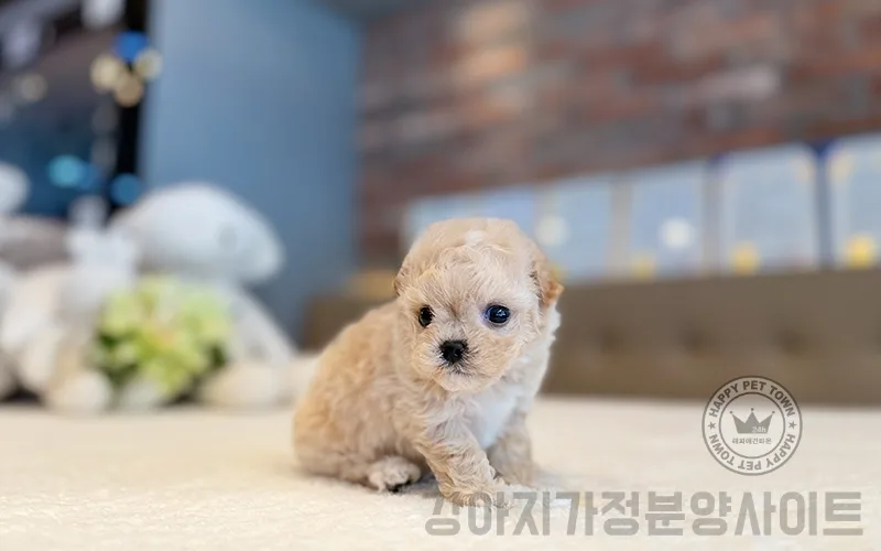 믿을 수 있는 강아지 가정분양사이트 찾는 법 2026 3