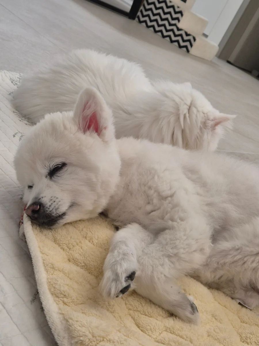 강아지 고양이 합사, 냥펀치 맞은 댕이의 동공지진 2026 3