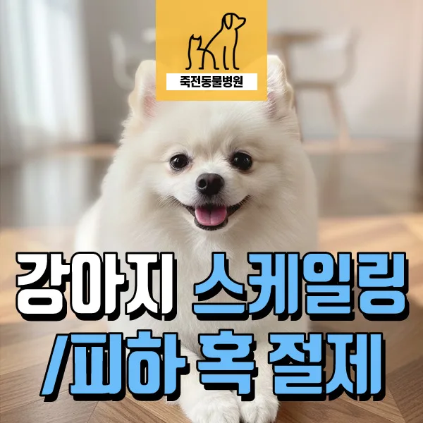 강아지 피부 혹, 원인부터 제거 수술까지 2026년 총정리