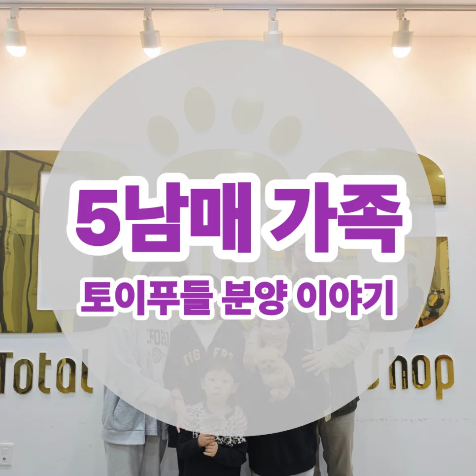 세종 토이푸들 분양 2026: 5남매 가족의 행복한 만남 후기