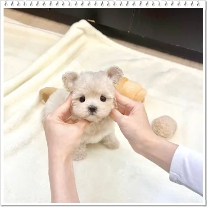 성수 말티푸 분양 2026: 특징, 장단점, 입양 전 필수 체크리스트 2