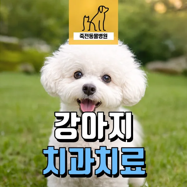 강아지 치조골 융해와 치근 농양, 7살 비숑 발치 사례 2026