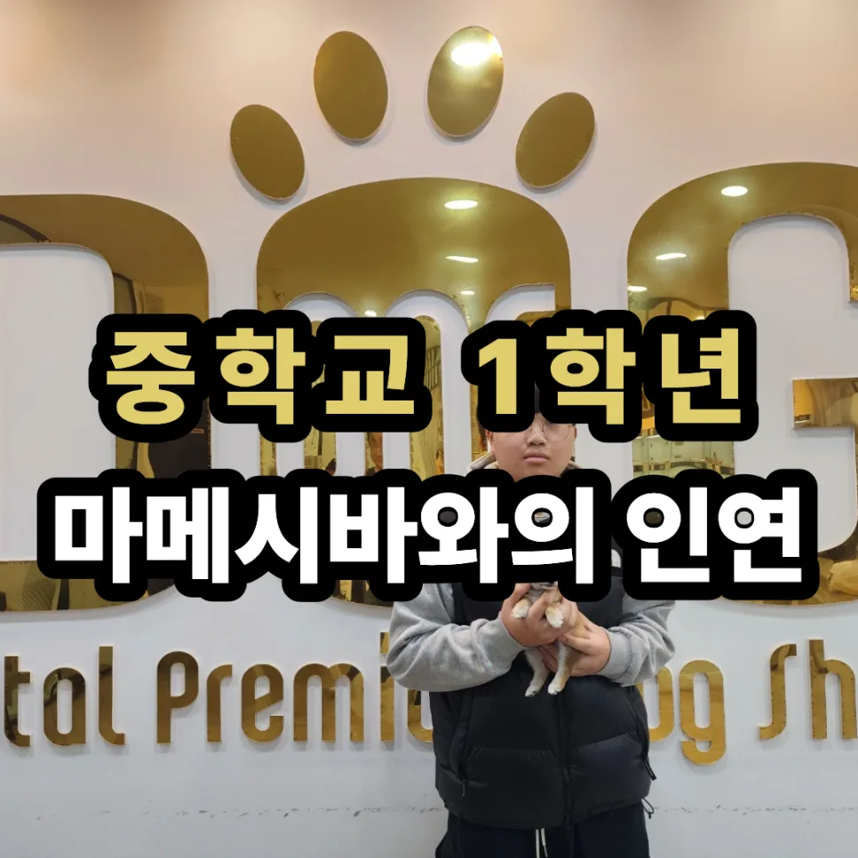 세종시 애견분양 2026: 마메시바 황시바 입양 후기 및 선택 가이드 2