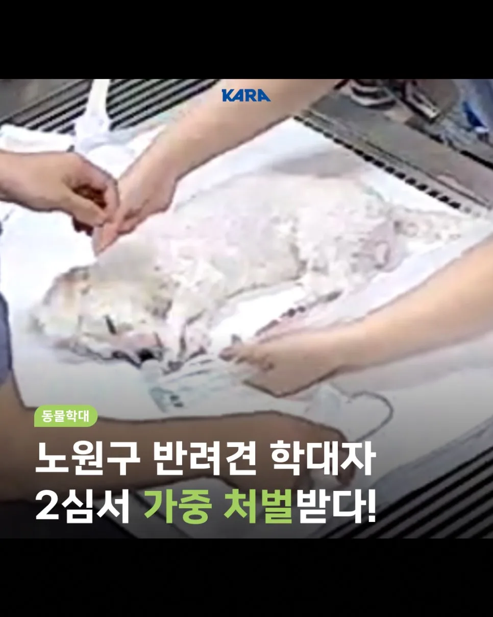 반려견 고층 추락 학대 2026: 노원 사건 항소심 판결 분석