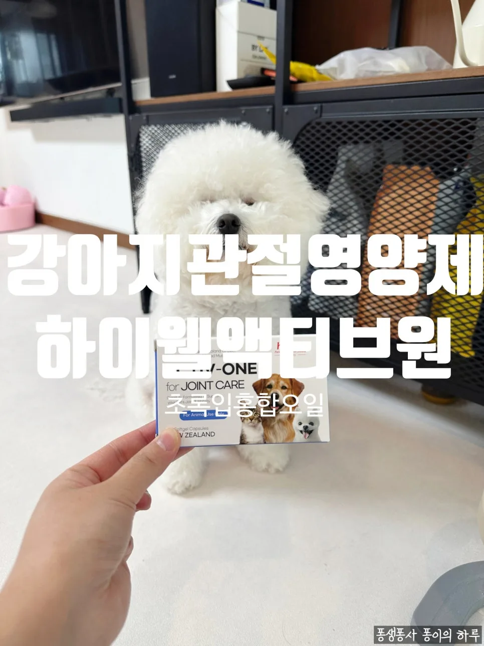 강아지 관절영양제 2026년 선택 가이드: 초록입홍합 오일 효과와 급여법