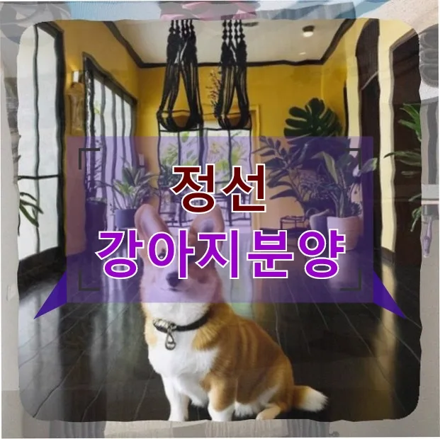 정선 강아지분양 첫 도전: 30대 웹디자이너의 좌충우돌 후기 2026