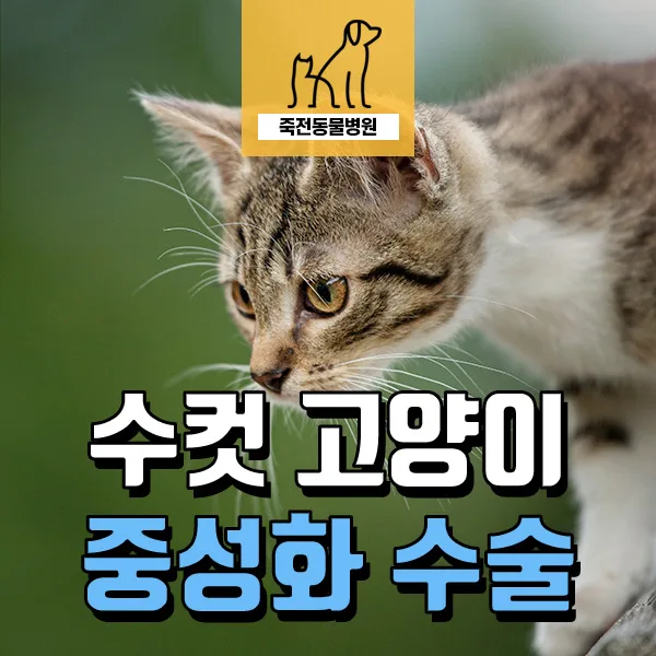 수컷 고양이 중성화, 넥카라 없이 회복하는 방법 2026