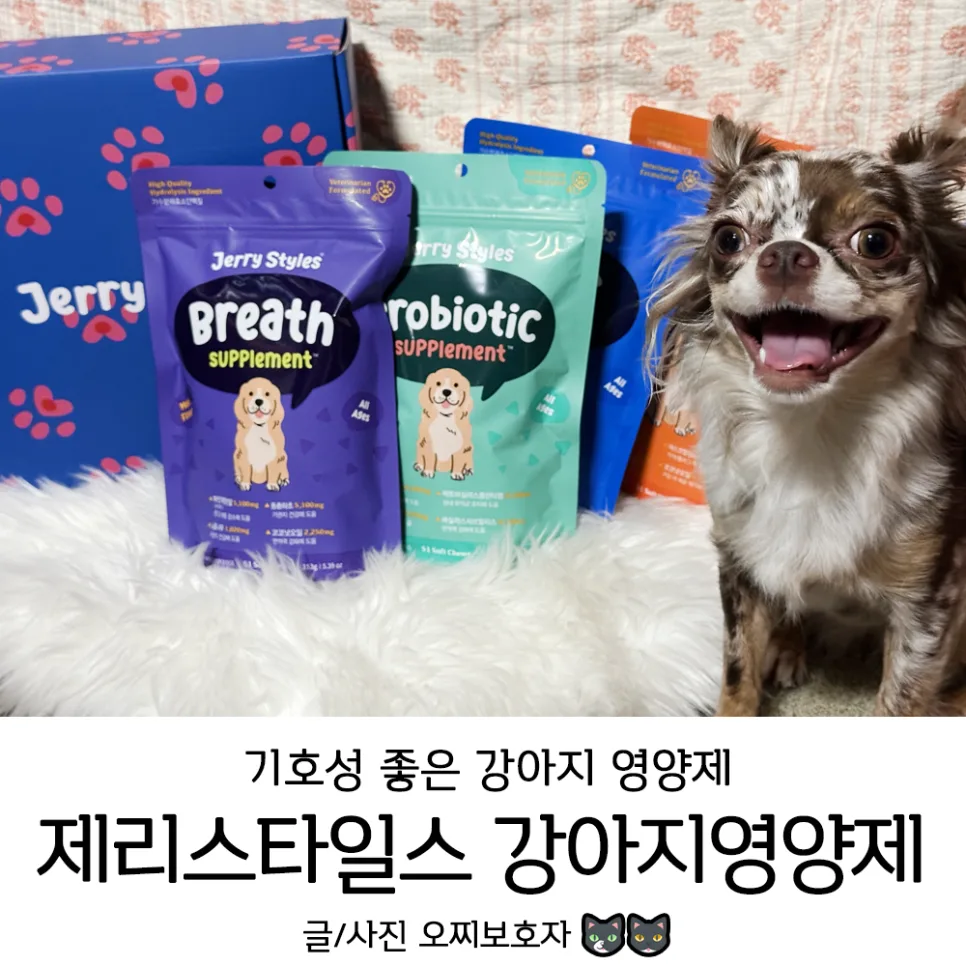 강아지 기관지 영양제, 2026년 최신 성분 분석 및 급여 가이드