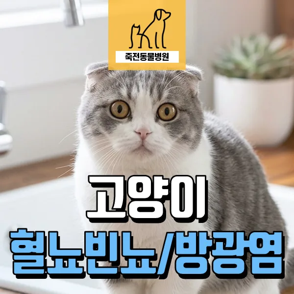 고양이 방광염 증상과 치료, 2026년 최신 관리법 총정리