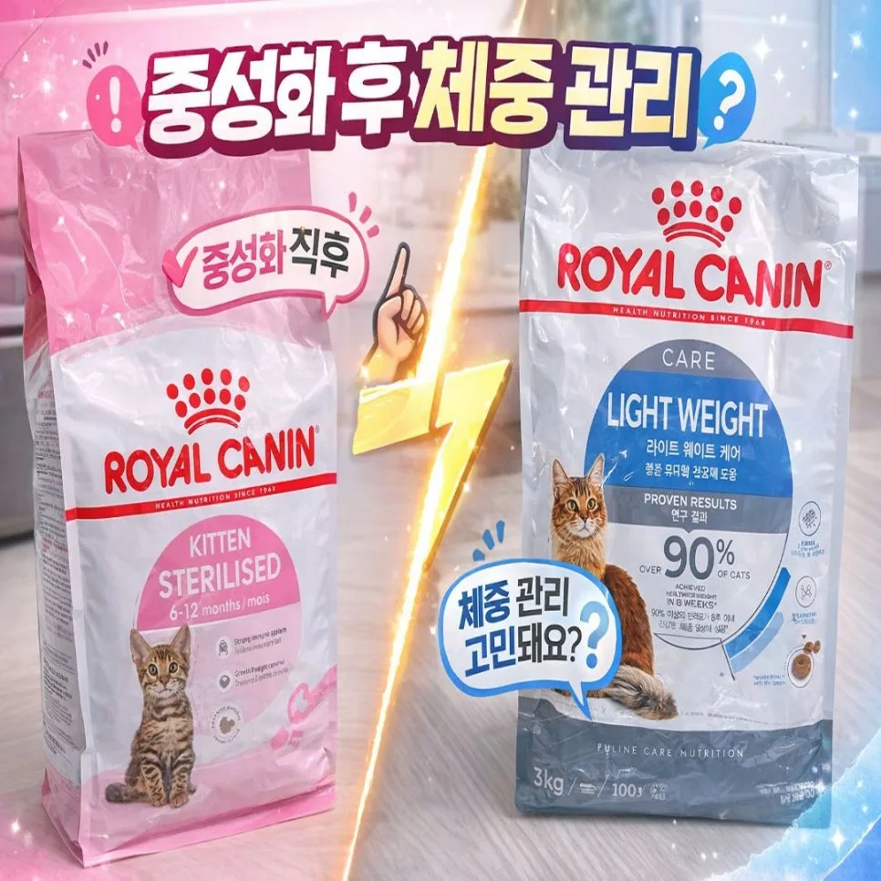 고양이 중성화 후 살찌는 이유와 사료 선택 가이드 2026