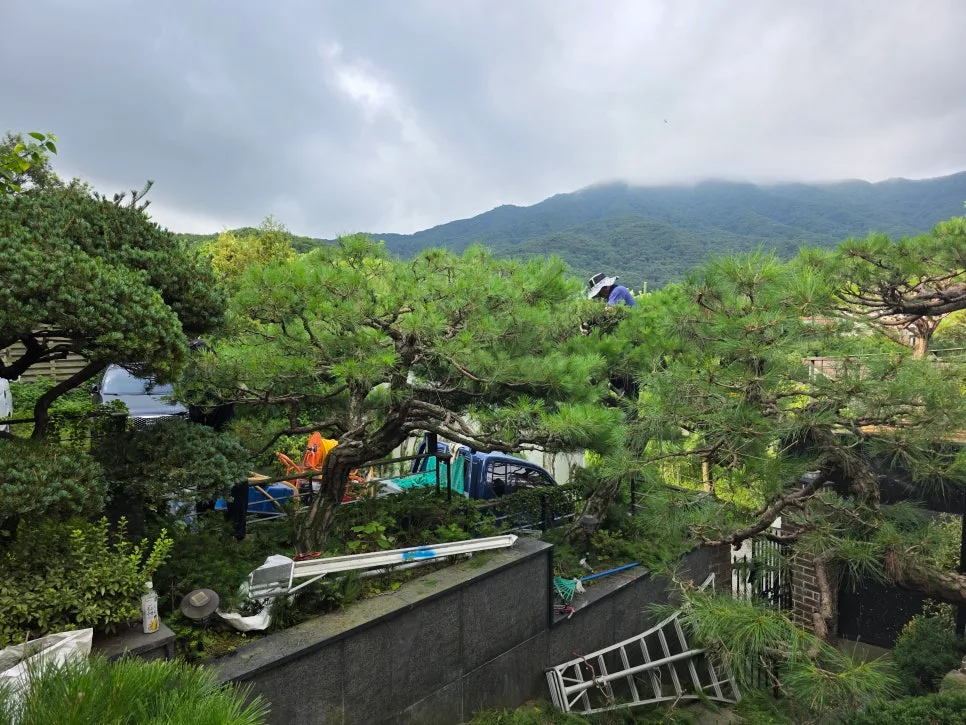 용인 조경 관리 2026: 수목 전지 및 병해충 방제 핵심 총정리 2