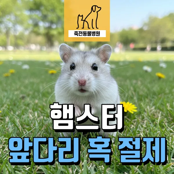 햄스터 앞발 혹 제거 수술 2026: 원인부터 예방까지 총정리
