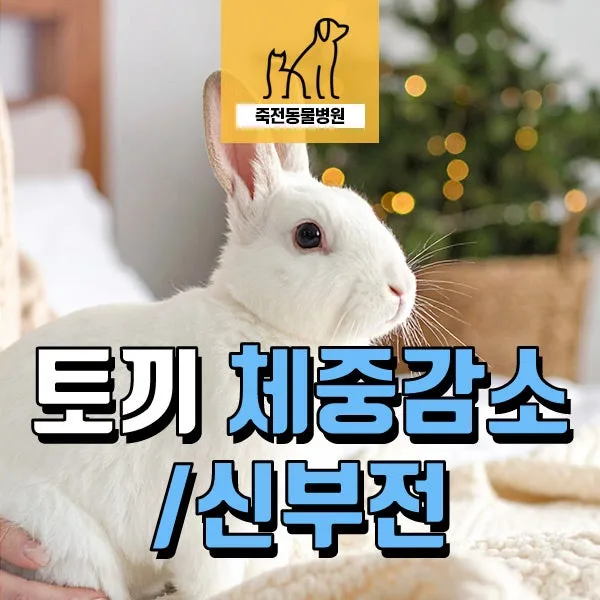 토끼 체중 감소와 균형 이상, 신부전 의심 시 대처법 2026