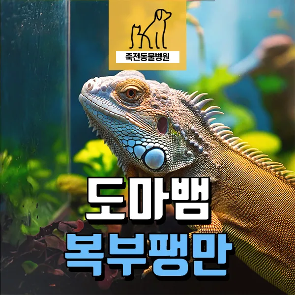도마뱀 복수·흉수 치료 2026: 식욕 부진·배 팽만 원인과 해결책